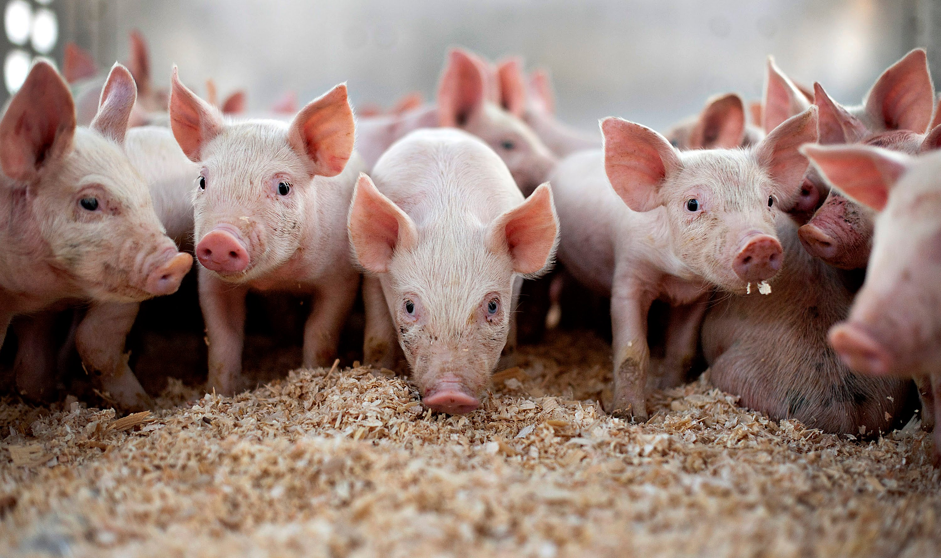Бизнес-план свинофермы: спрос на качественные мясные продукты в Украине растет